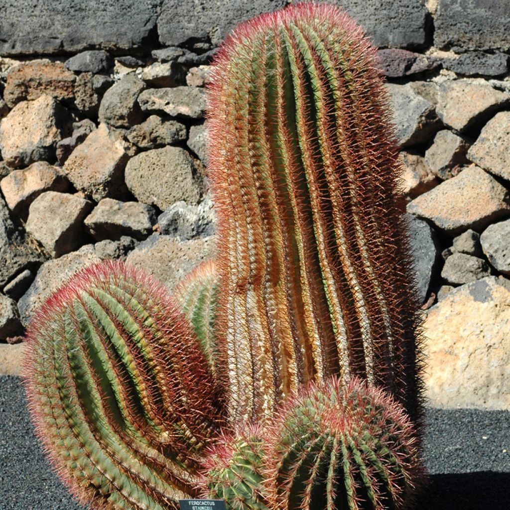 Ferocactus stainesii var. pilosus