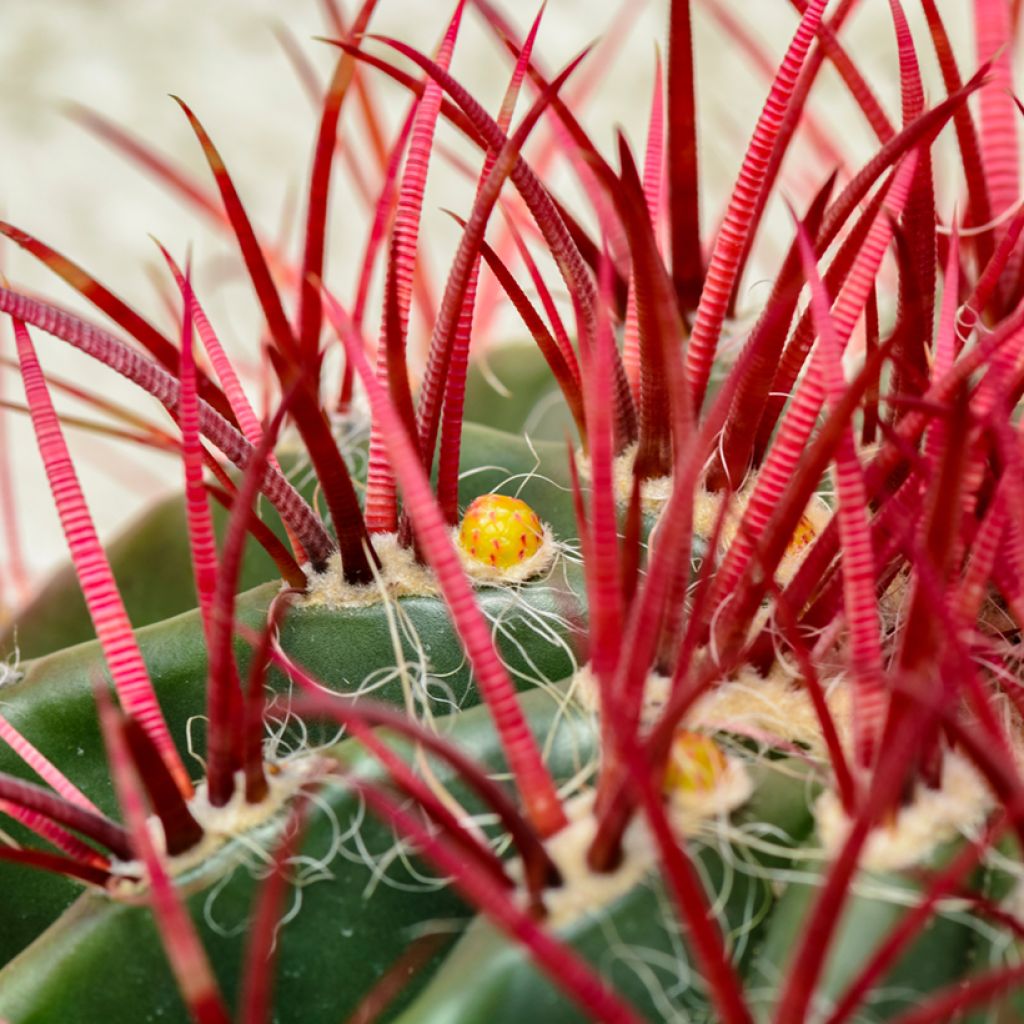 Ferocactus stainesii var. pilosus