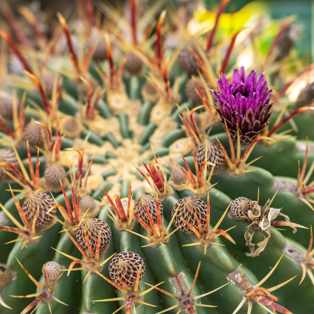 Ferocactus latispinus