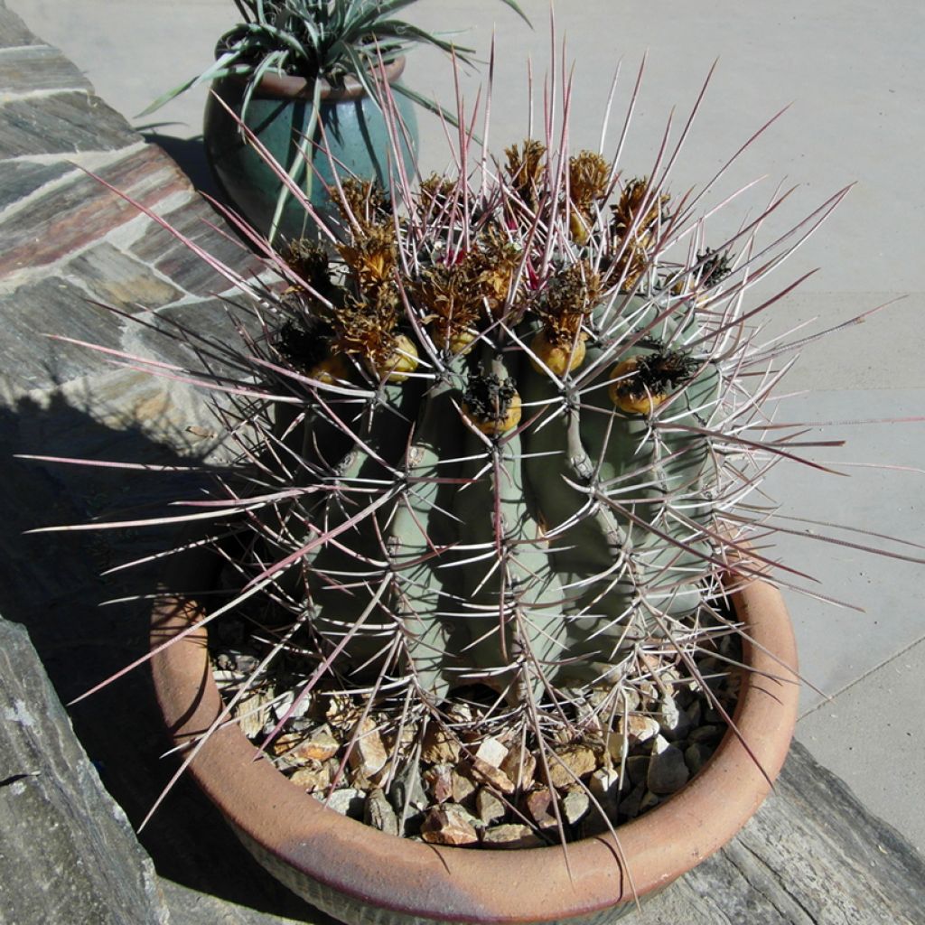 Ferocactus rectispinus