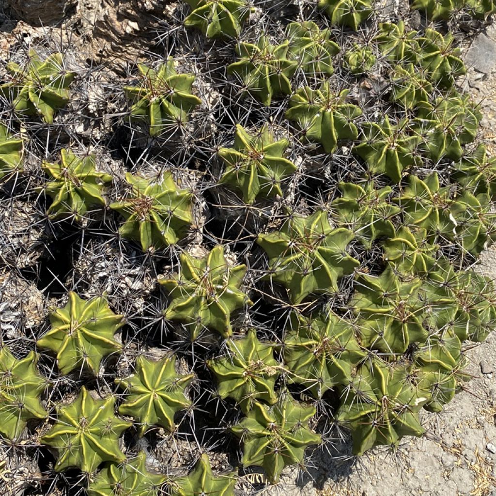 Ferocactus robustus