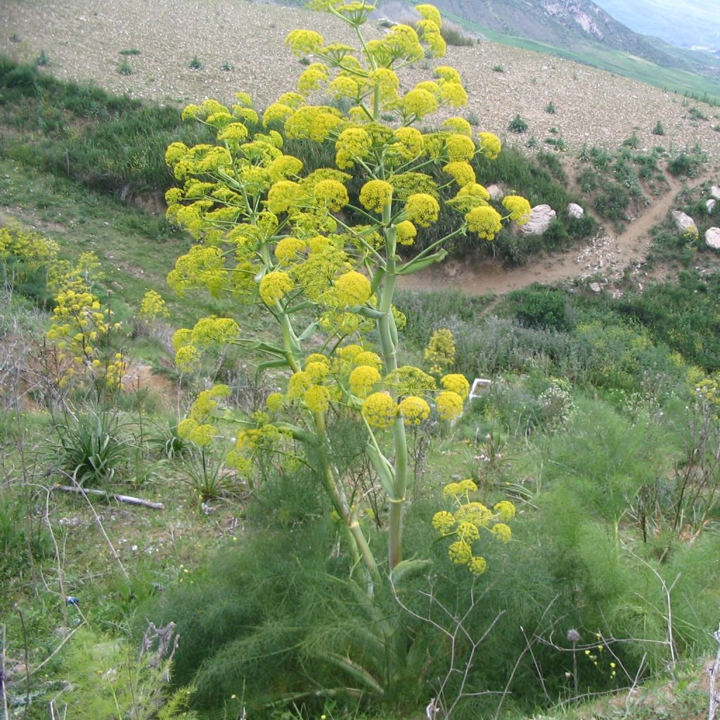 Ferula communis - Finocchiaccio