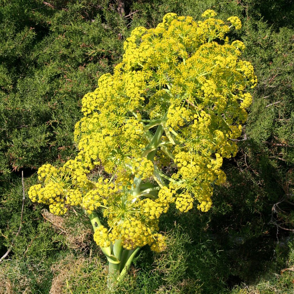 Ferula communis - Finocchiaccio