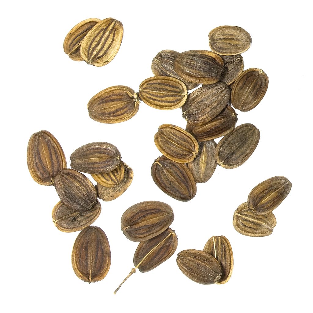 Ferula communis - Finocchiaccio