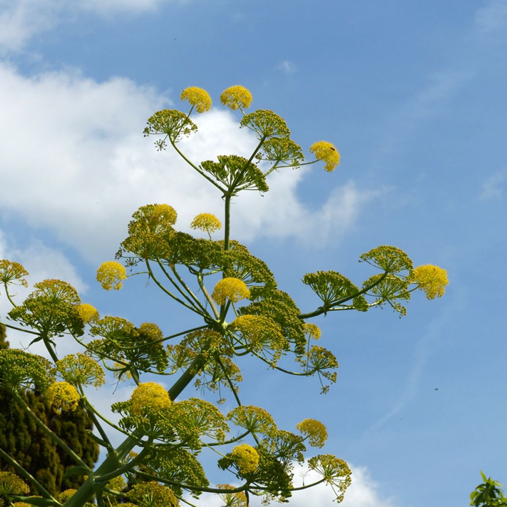 Ferula communis - Finocchiaccio