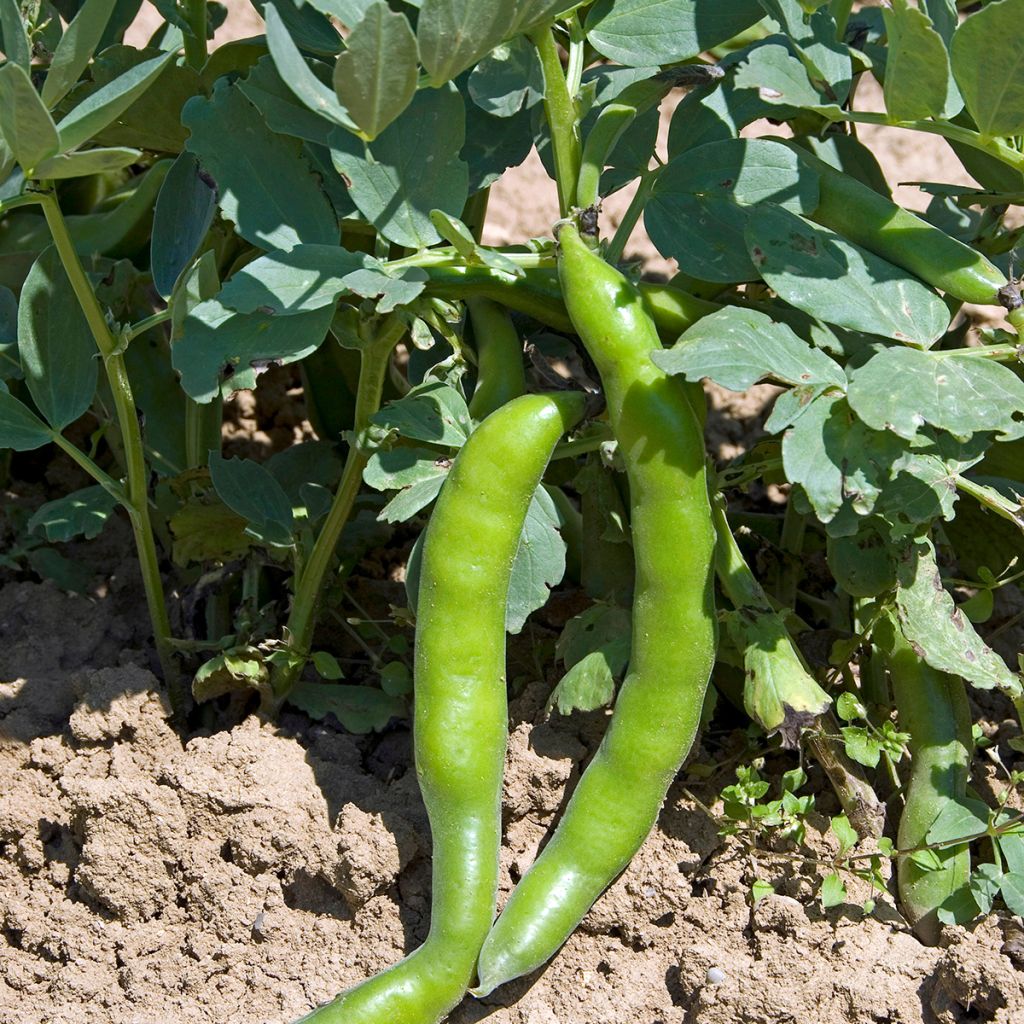 Fava Aguadulce a baccello molto longo