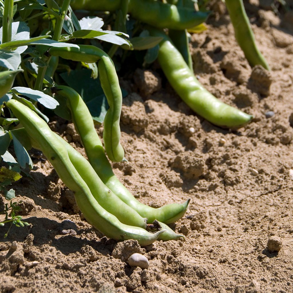 Fava Aguadulce a baccello molto longo