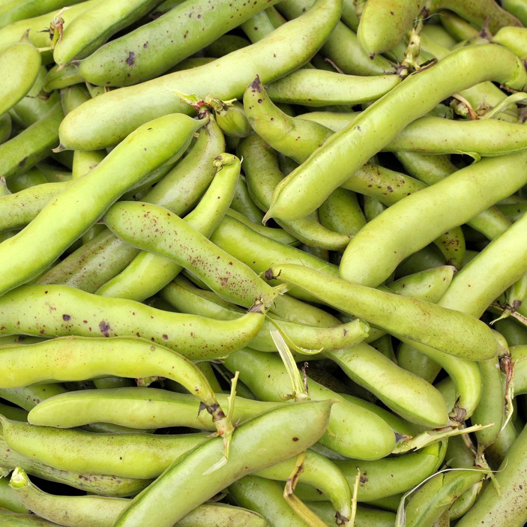 Fava Bunyards Exhibition