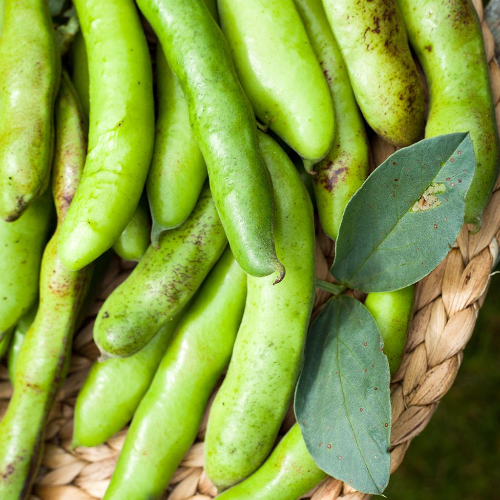 Fava Crimson Flowered