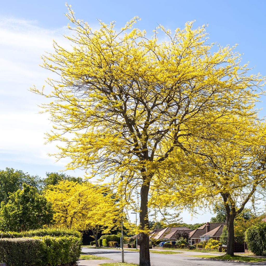 Gleditsia triacanthos f.inermis Sunburst