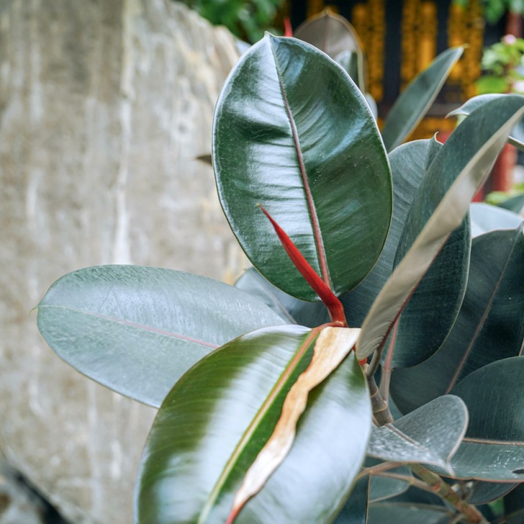 Ficus Abidjan - Ficus elastica