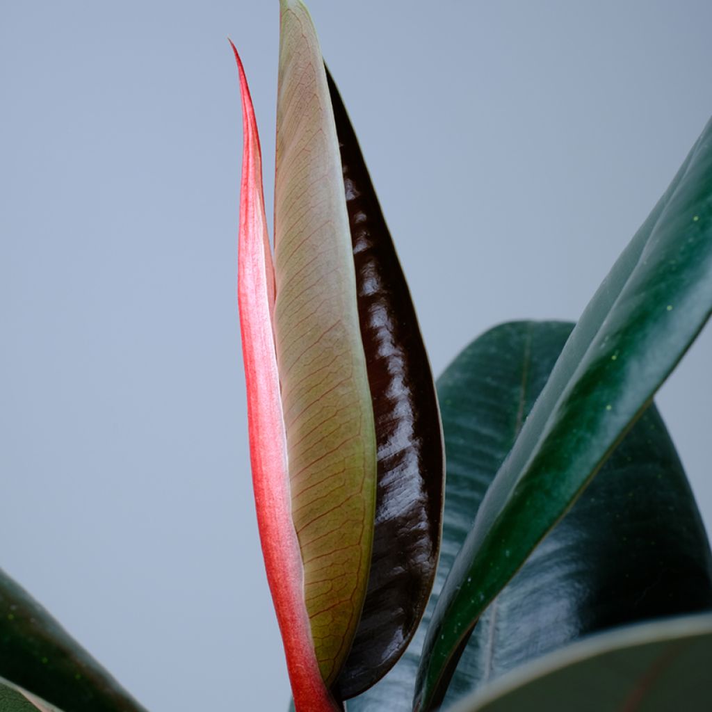 Ficus Abidjan - Ficus elastica