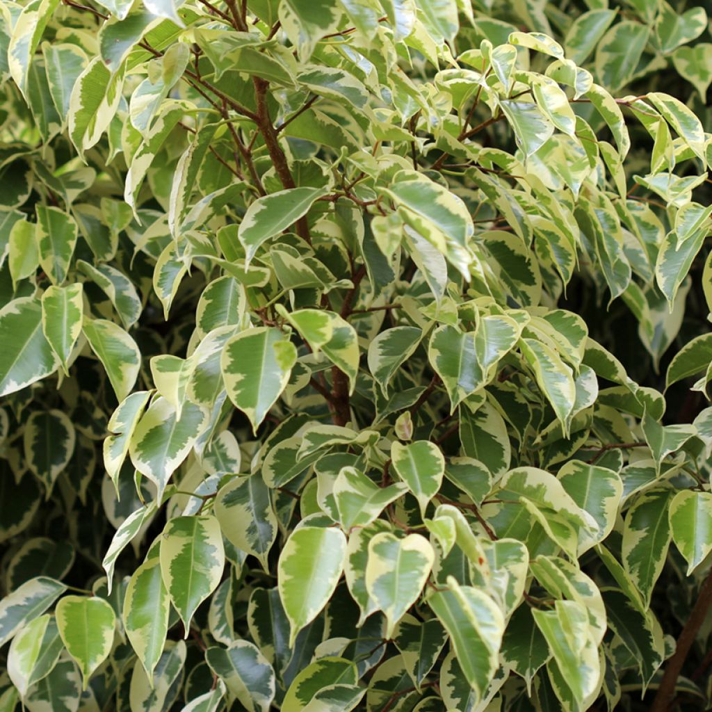 Ficus Golden King - Ficus benjamina