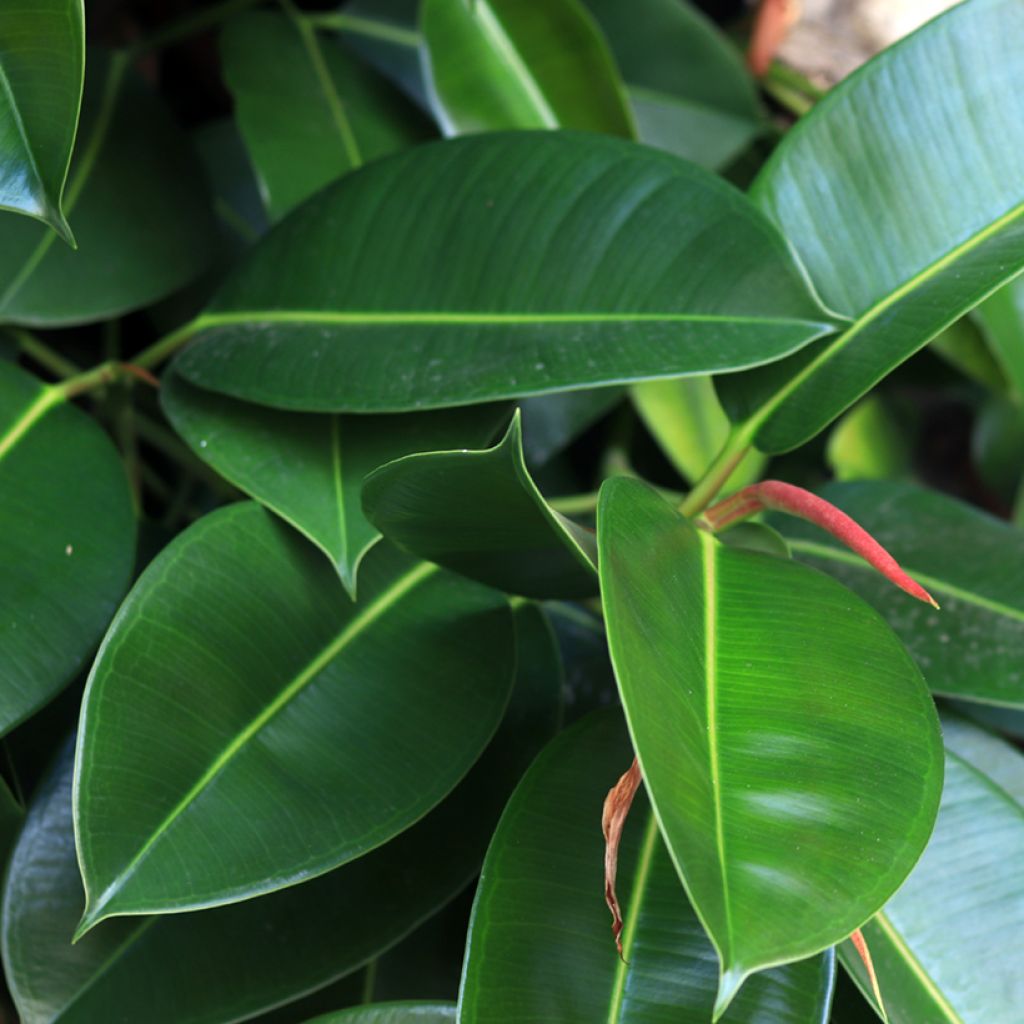 Ficus Melany - Ficus elastica