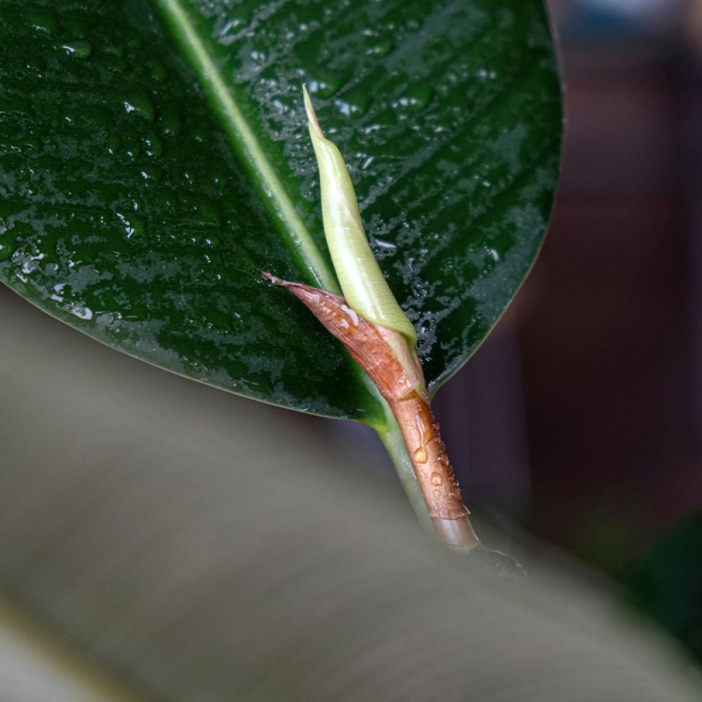 Ficus Robusta - Fico del caucciù
