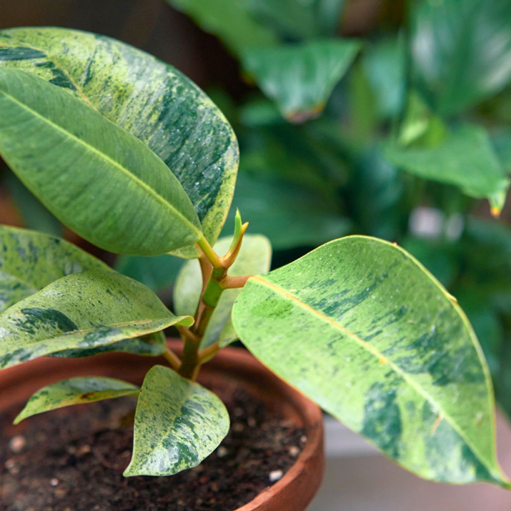 Ficus Shivereana