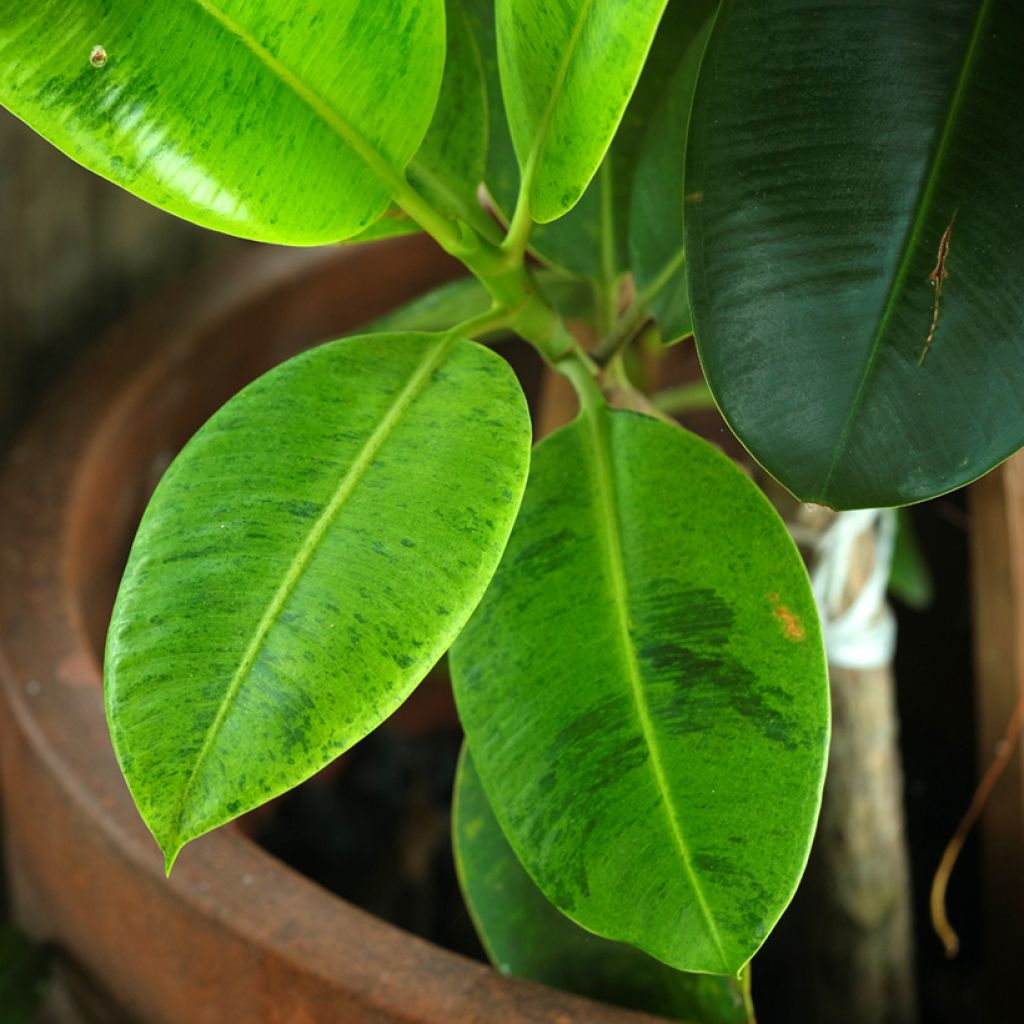 Ficus Shivereana