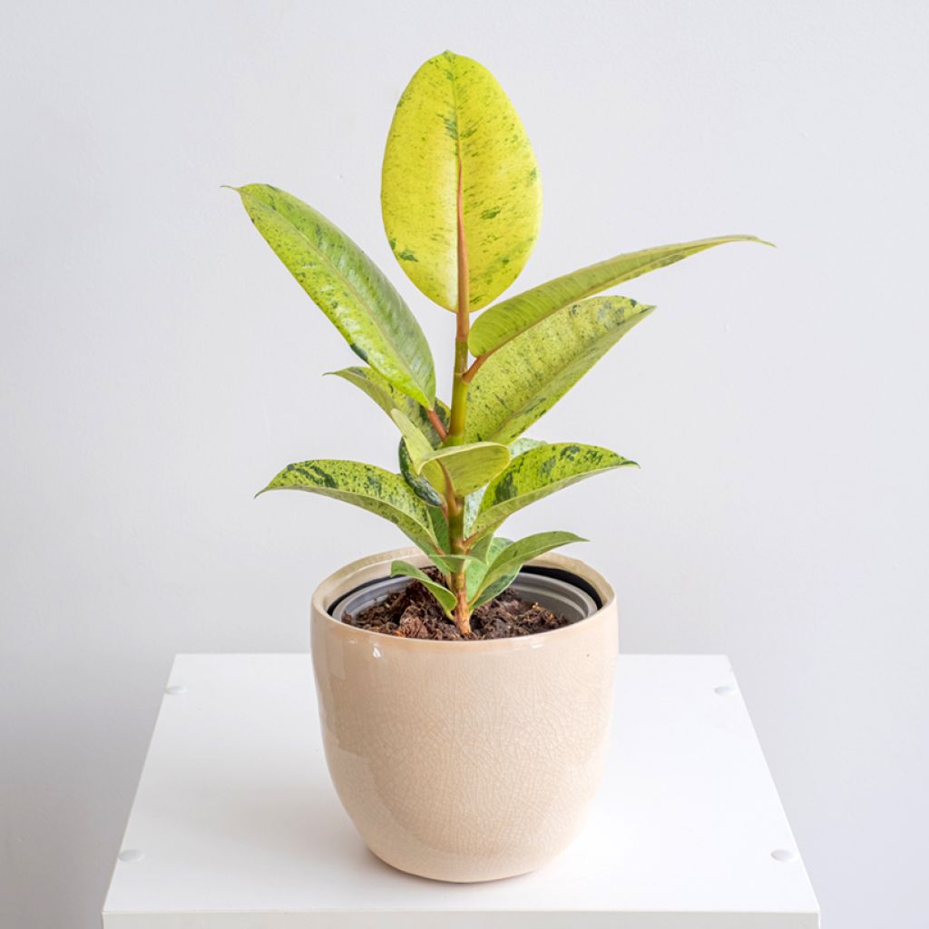 Ficus Shivereana