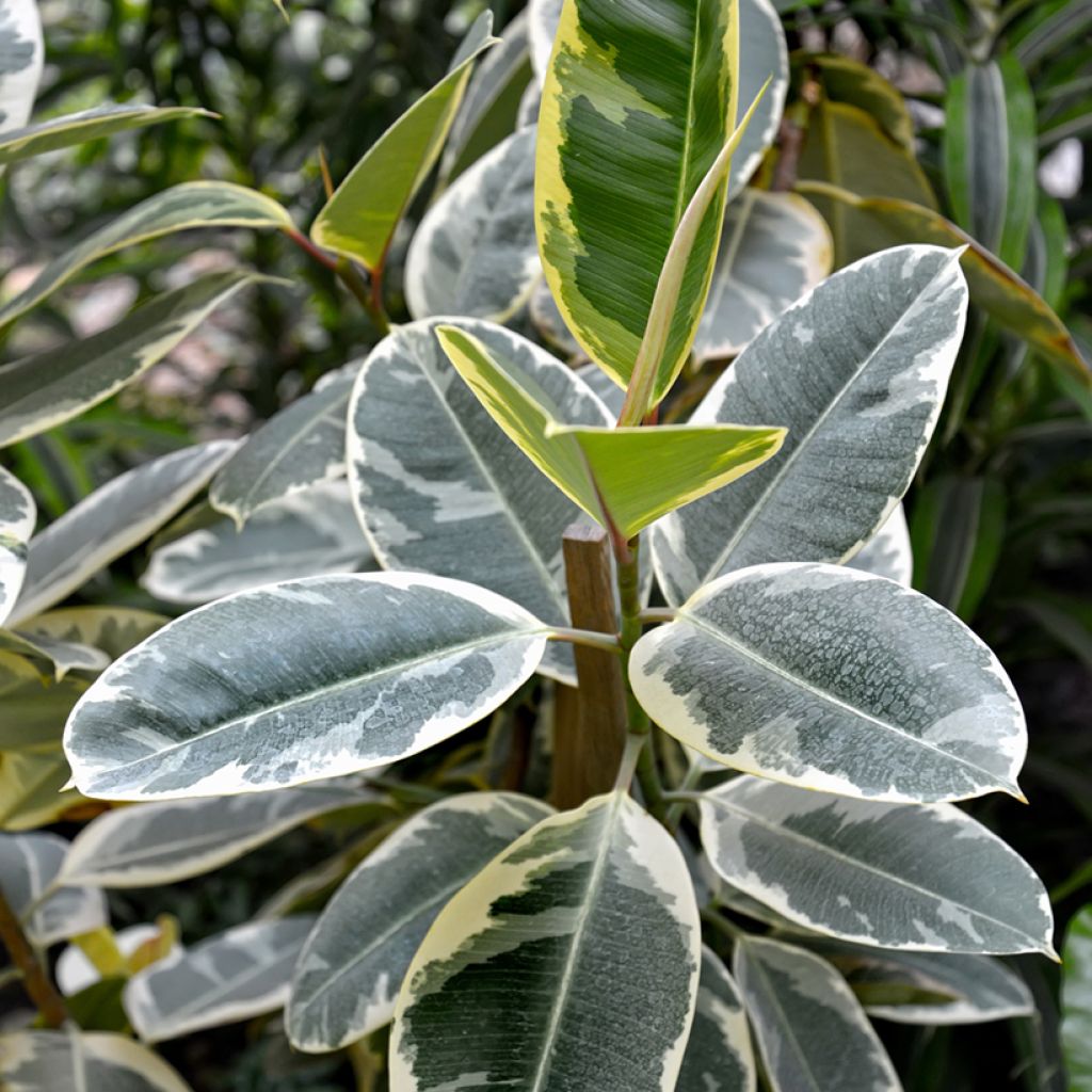 Ficus Tineke 