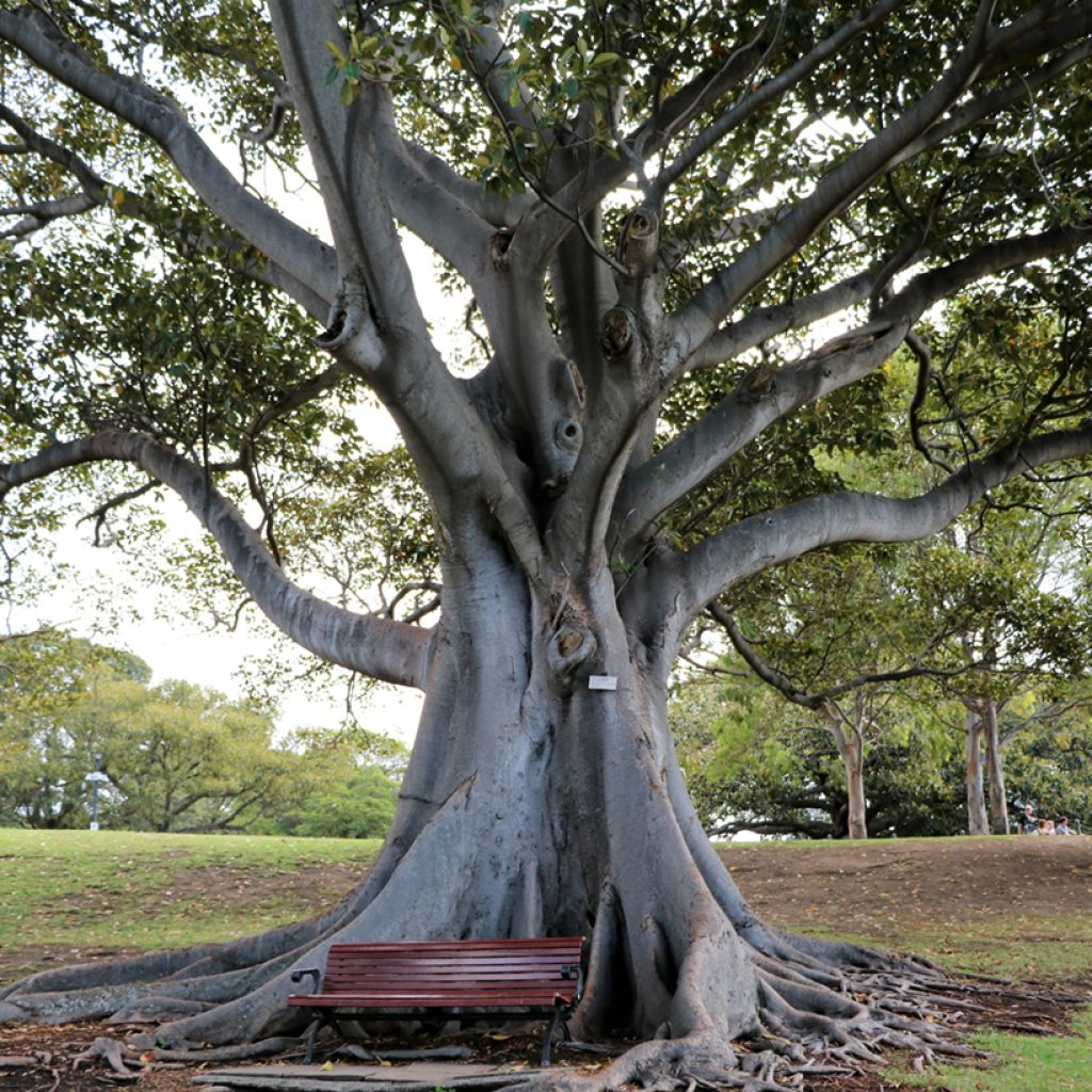 Ficus rubiginosa Australis