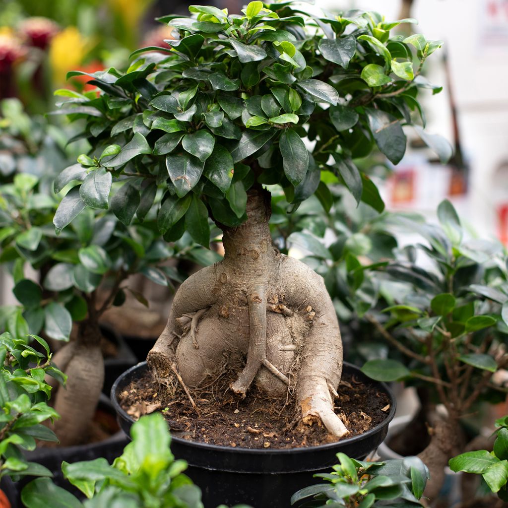 Ficus microcarpa - Ficus a frutti piccoli