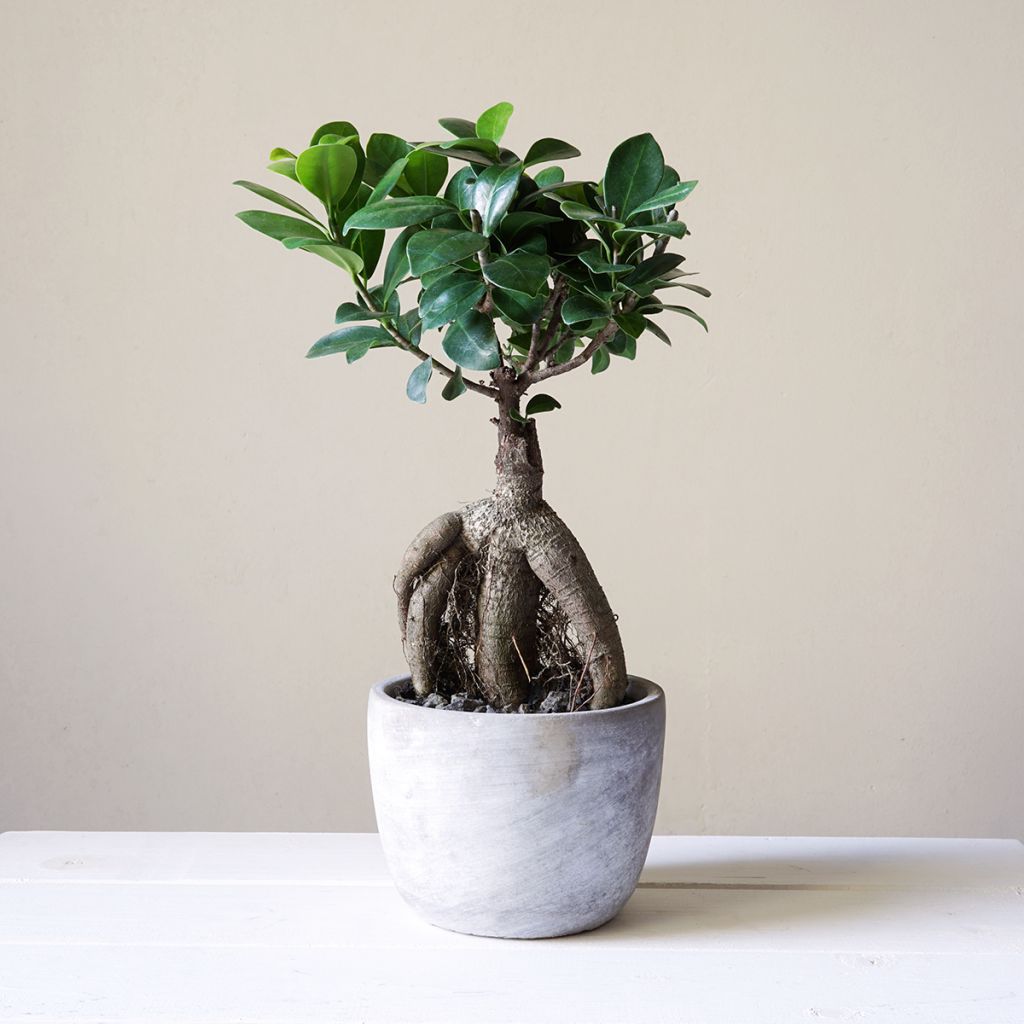 Ficus microcarpa - Ficus a frutti piccoli