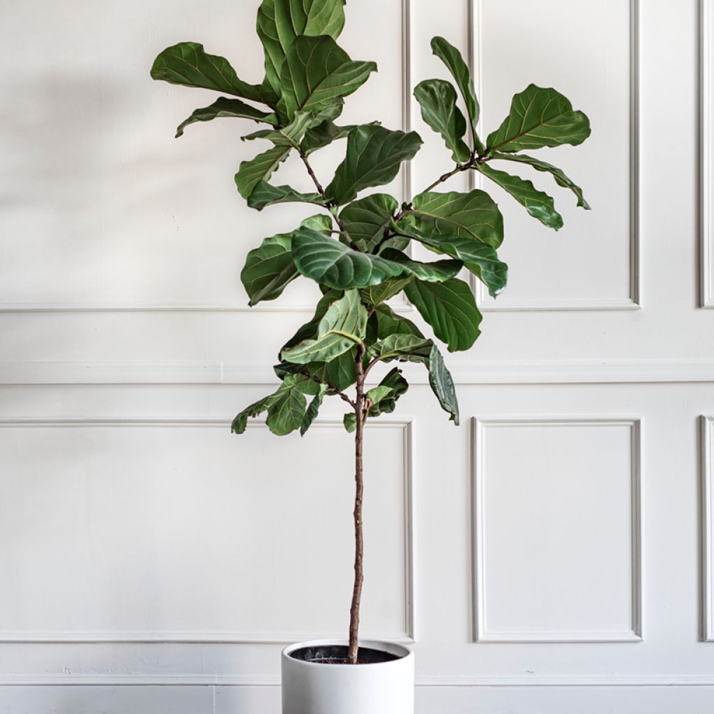 Ficus lyrata