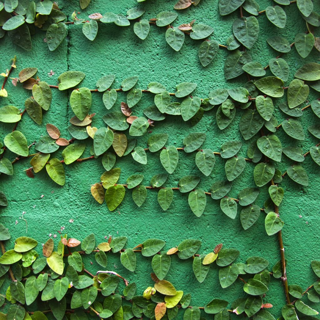 Ficus pumila Arina - Fico rampicante