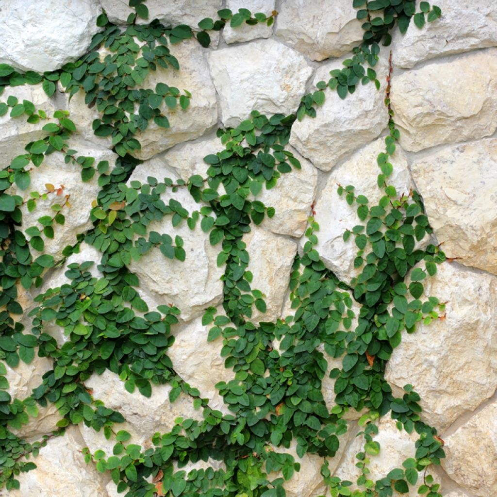 Ficus pumila Arina - Fico rampicante