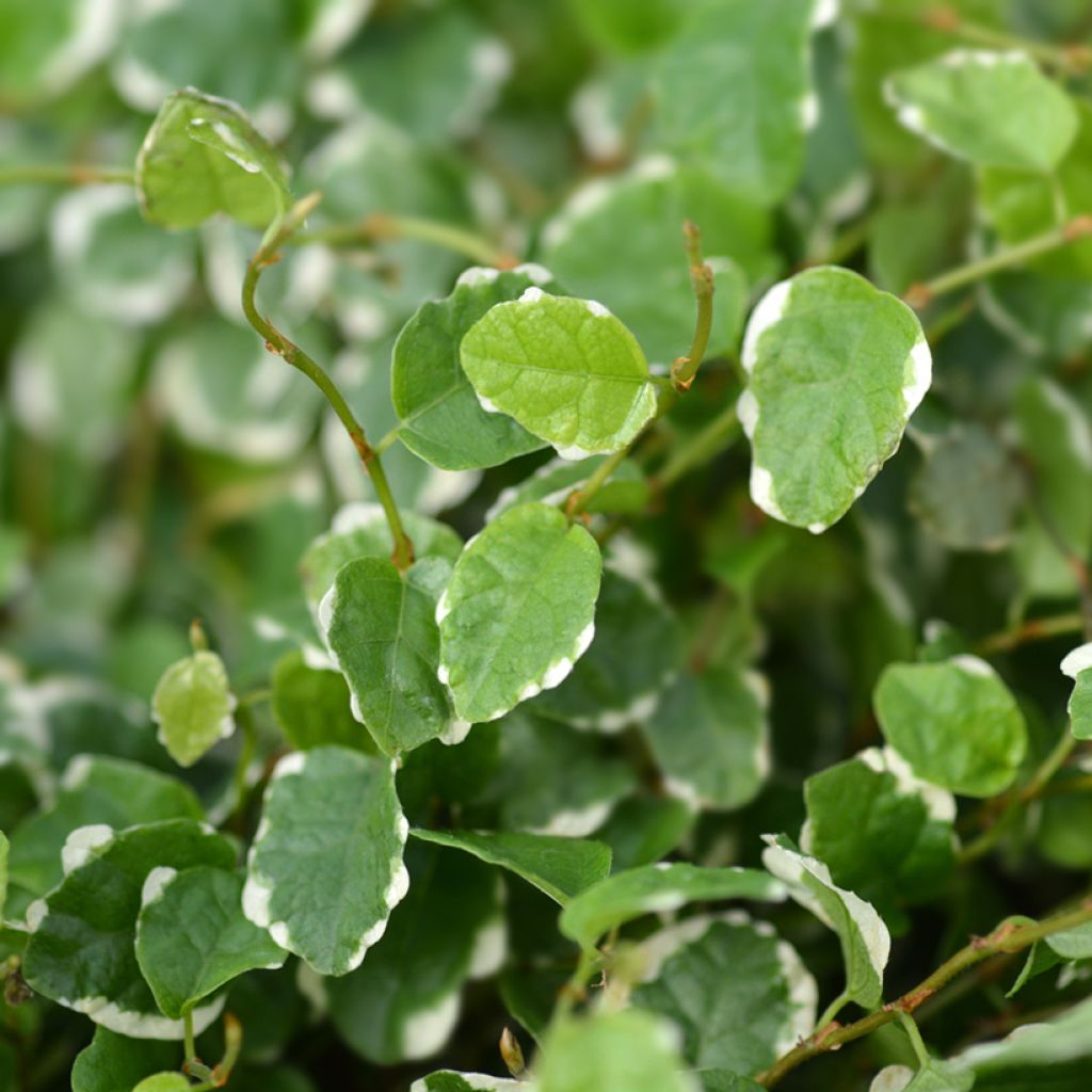 Ficus pumila Bellus - Fico rampicanteché