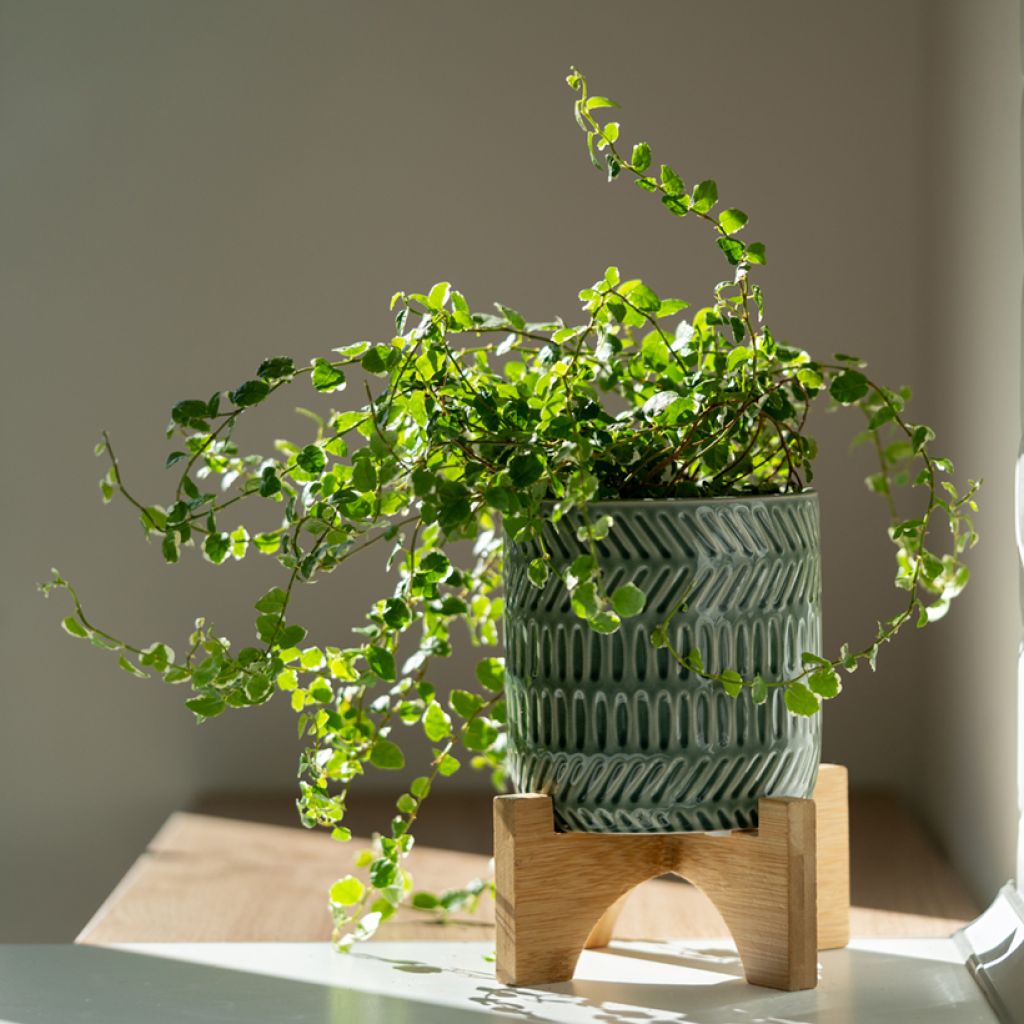 Ficus pumila Bellus - Fico rampicanteché