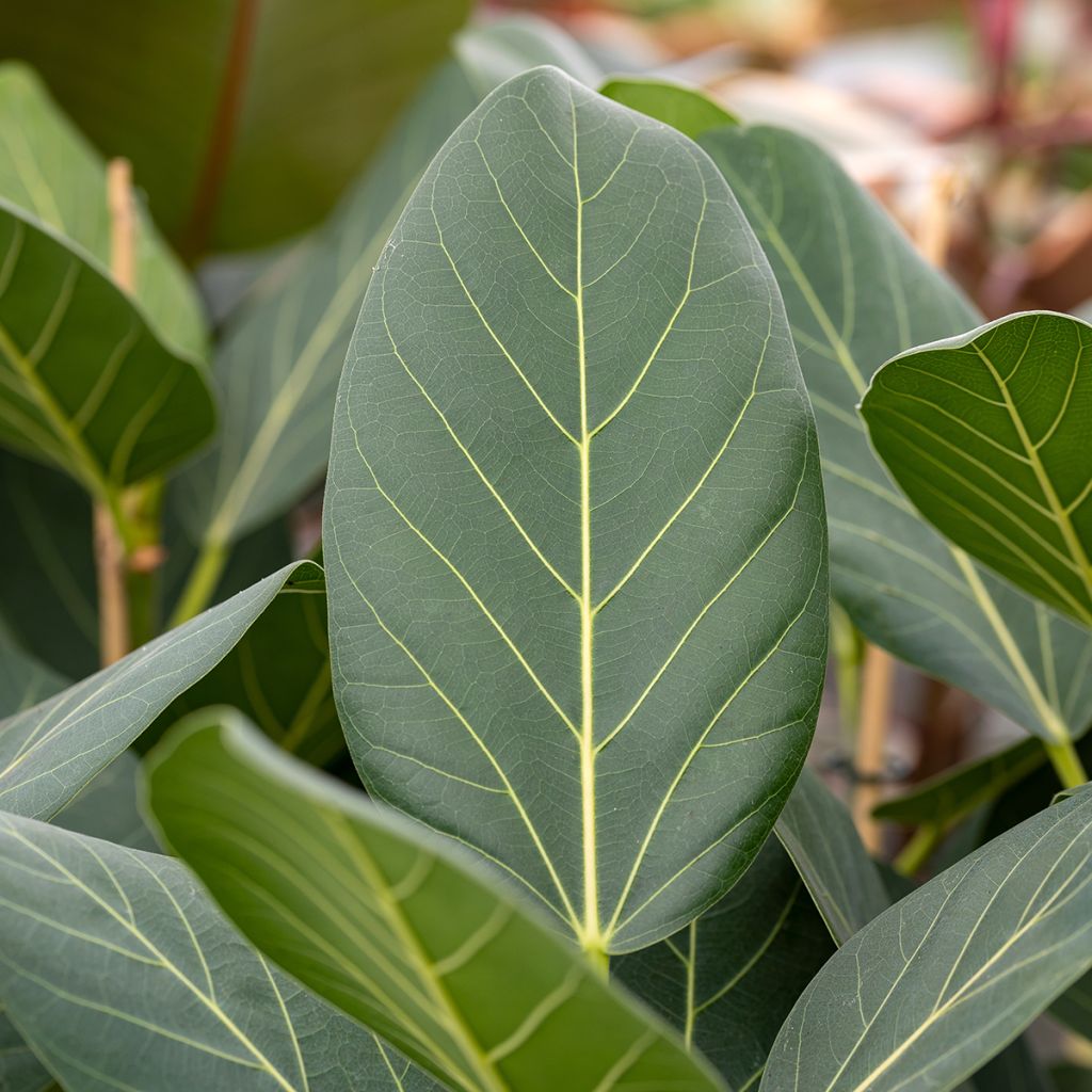 Ficus benghalensis Audrey - Baniano