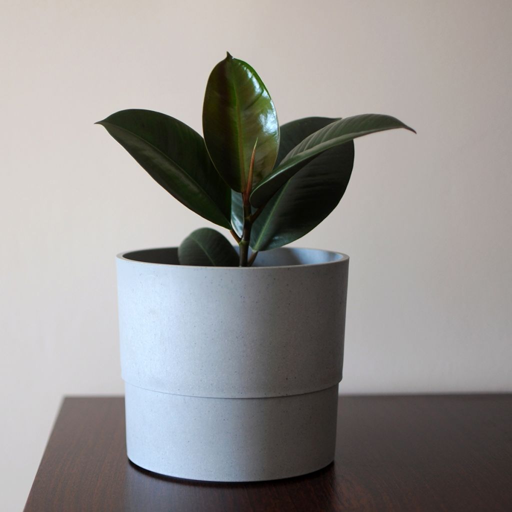 Ficus elastica Burgundy - Fico del caucciù
