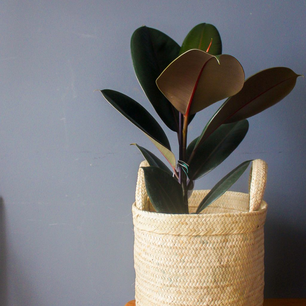 Ficus elastica Burgundy - Fico del caucciù