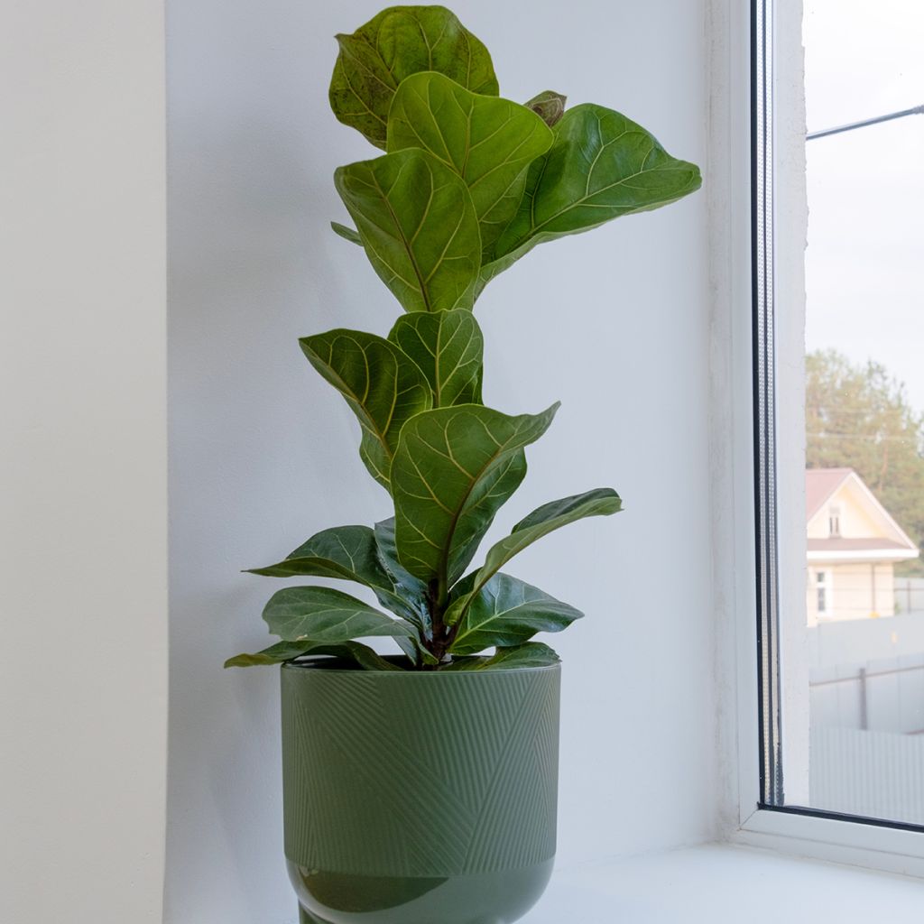 Ficus lyrata Tibaco Bambino