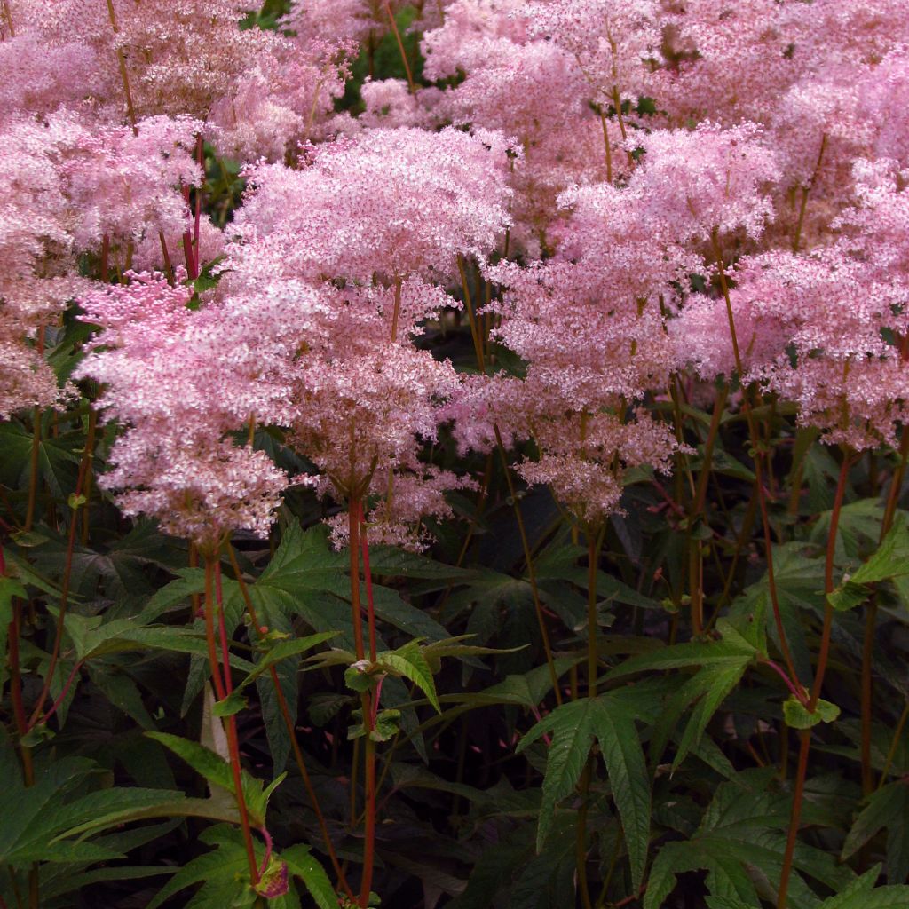 Filipendula palmata