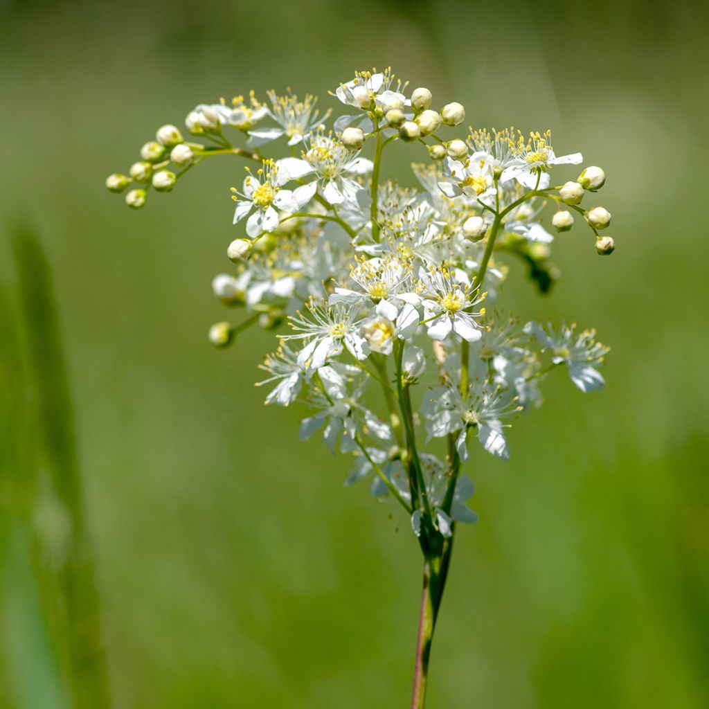 Filipendula vulgaris - Olmaria peperina