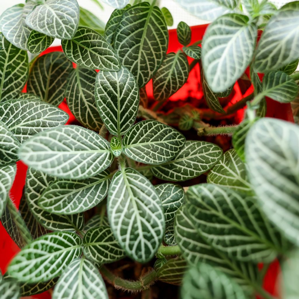 Fittonia Mini White