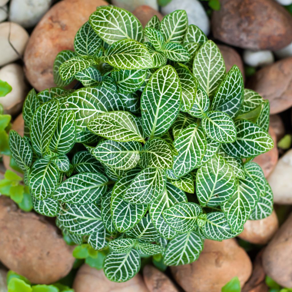 Fittonia Mini White