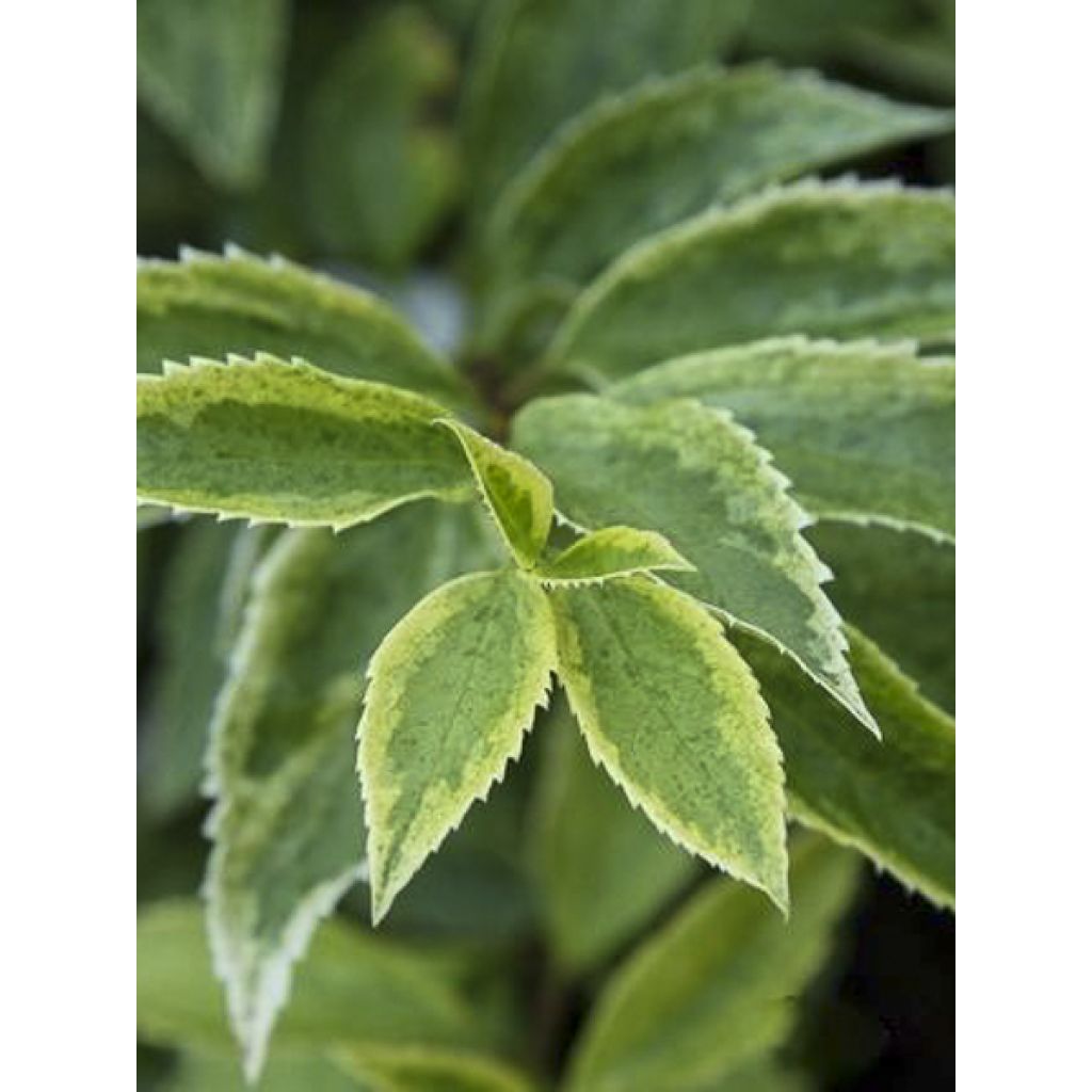 Forsythia intermedia Era - Mimosa de Paris panaché