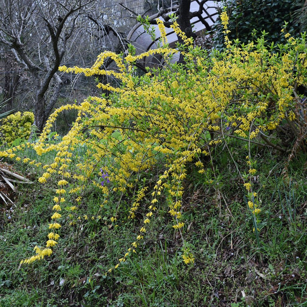 Forsizia - Forsythia suspensa Aurea
