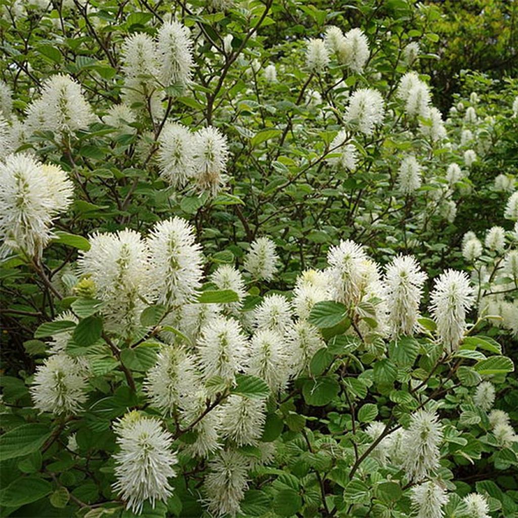 Fothergilla gardenii