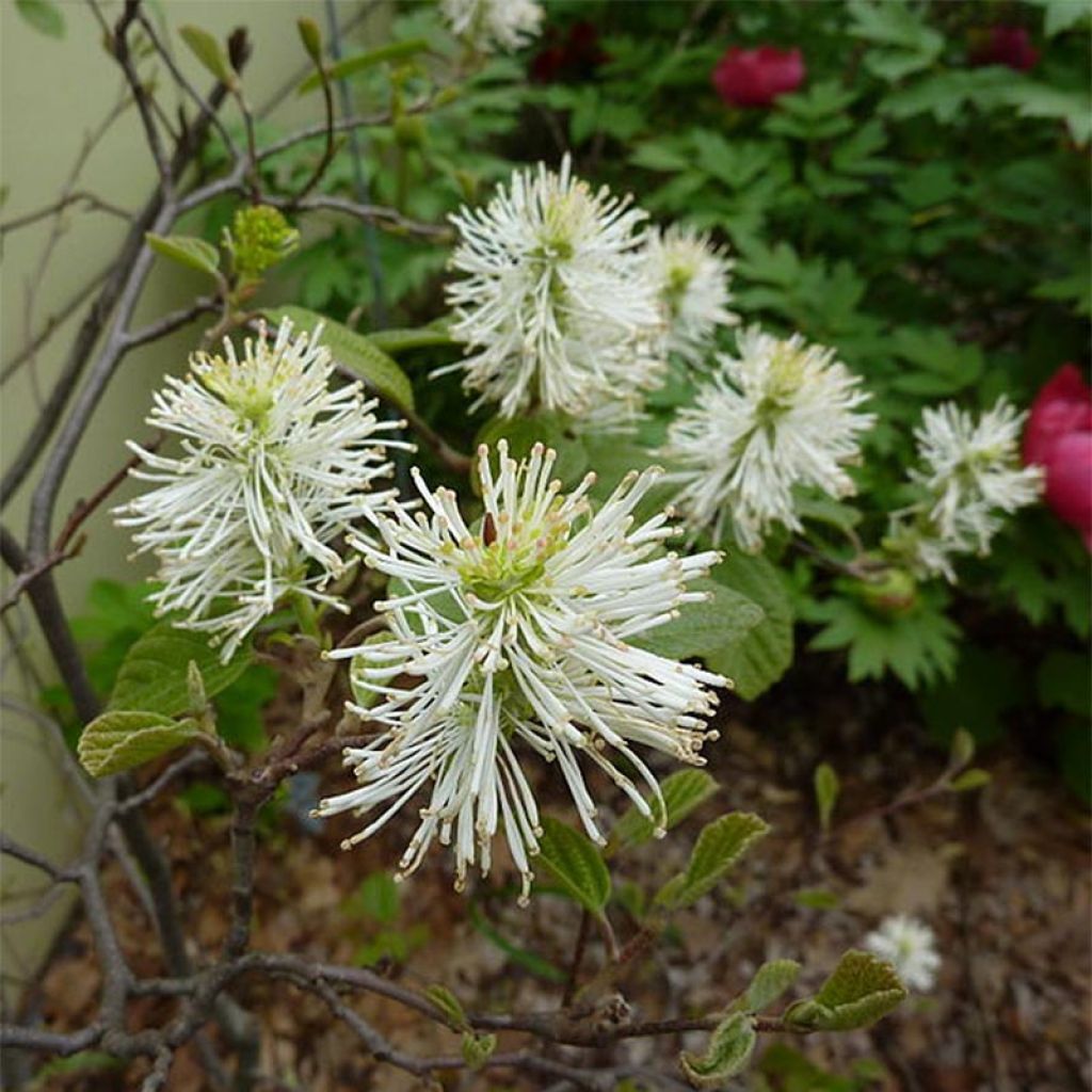 Fothergilla gardenii