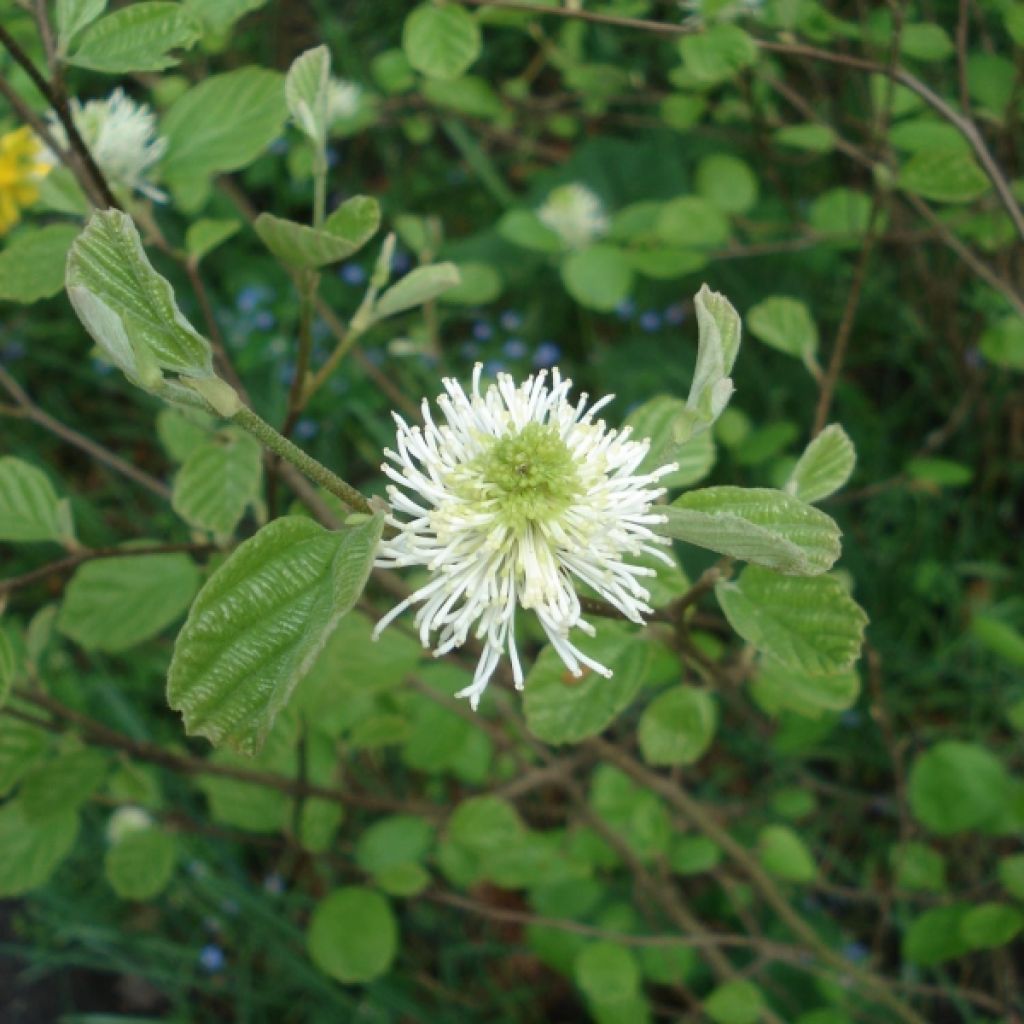Fothergilla major