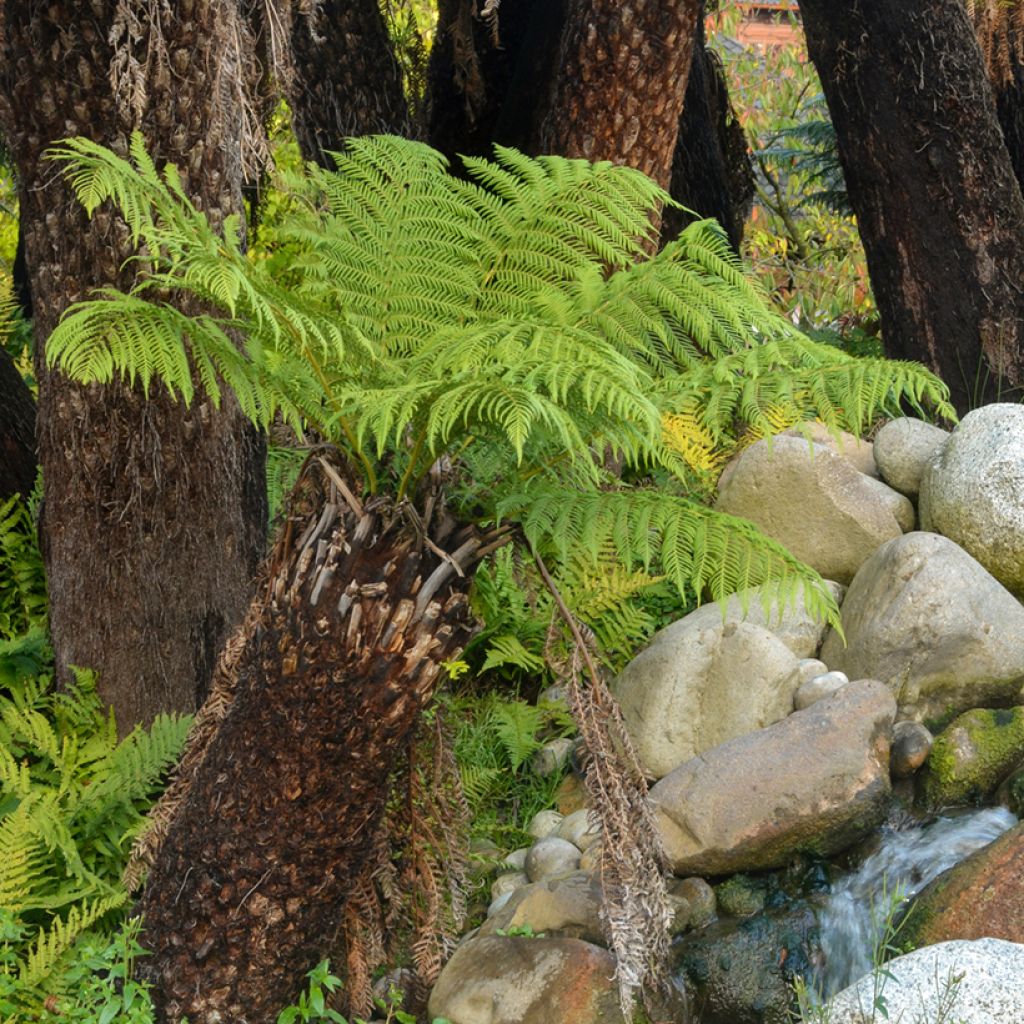 Dicksonia antarctica - Felce arborea