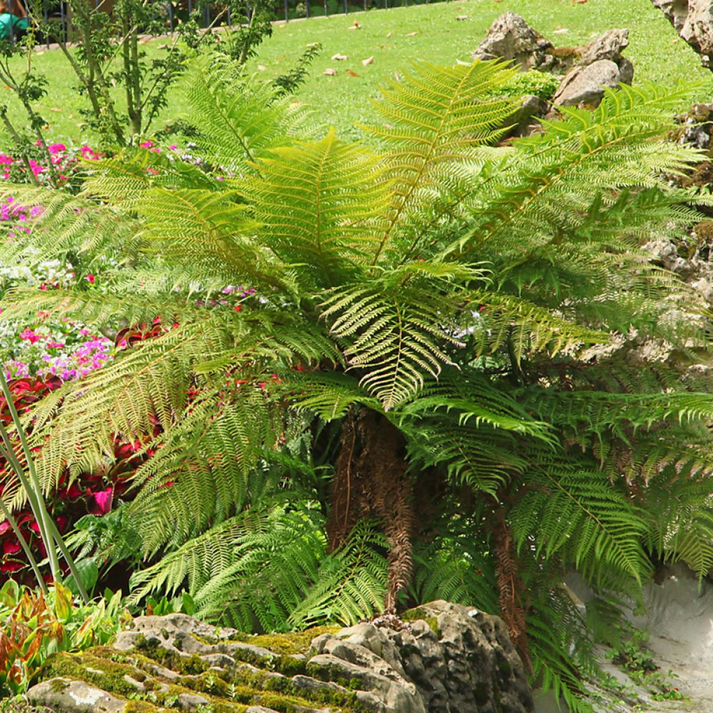 Dicksonia antarctica - Felce arborea