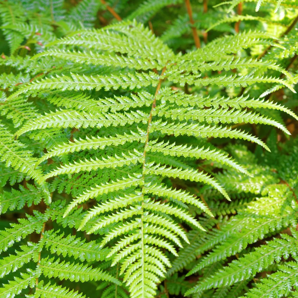 Dicksonia fibrosa - Felce arborea dorata