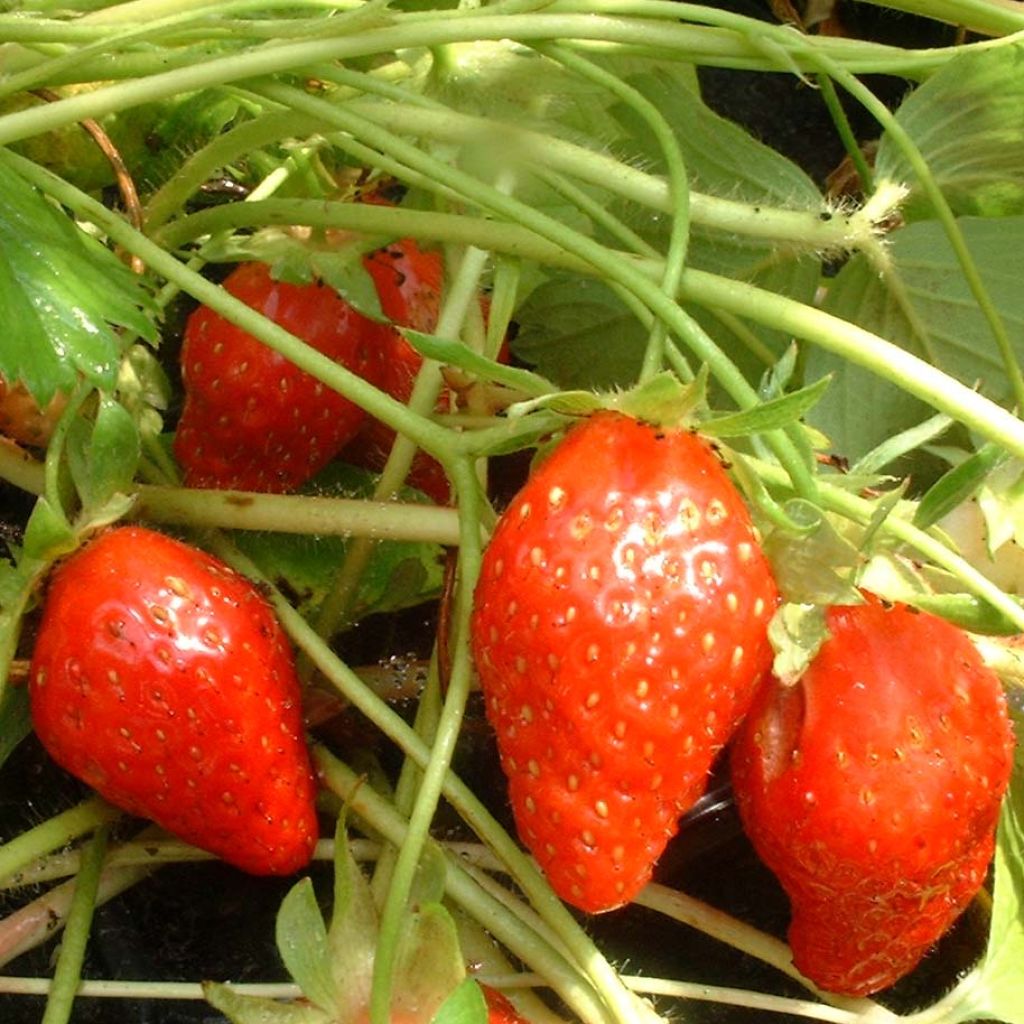 Fragola Ciflorette