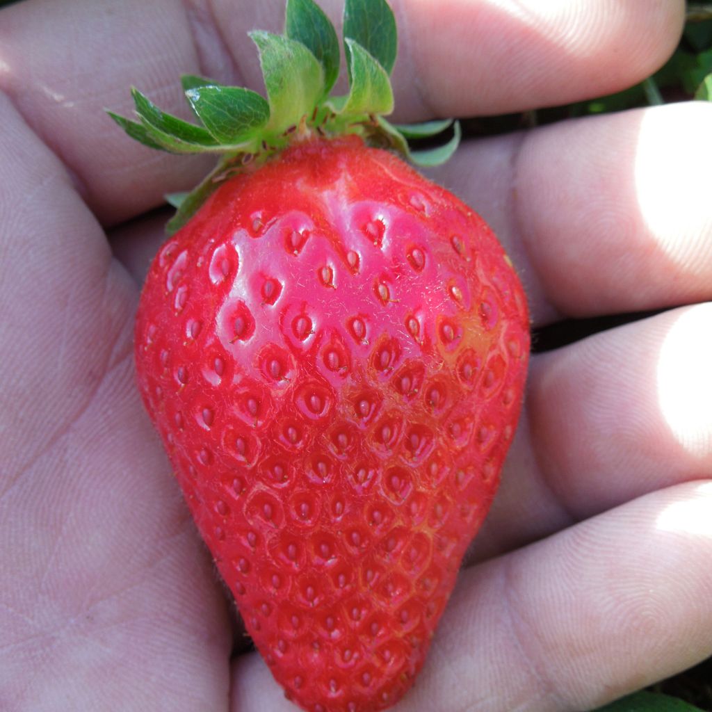 Fragola rifiorente Mariguette