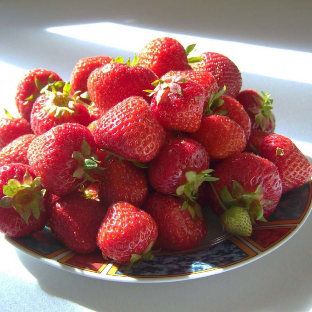 Fragola rifiorente Gento